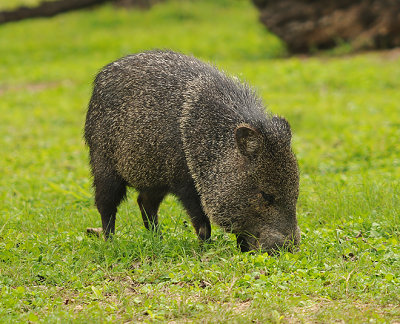 Javelina (Collared Peccary)