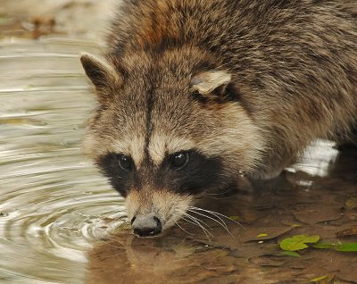 Raccoon