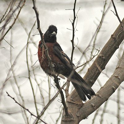 Crimson-collared Grosbeak