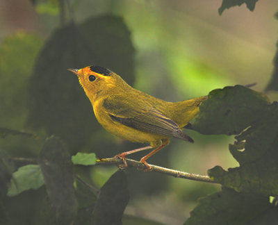 Wilson's Warbler