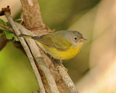 Nashville Warbler