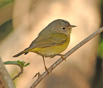 Nashville Warbler