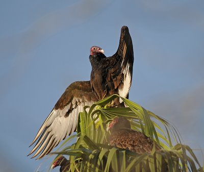 Turkey Vulture 