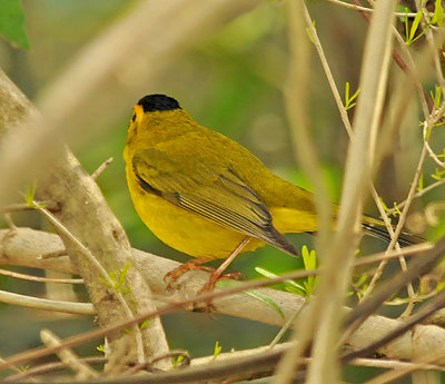 Wilsons Warbler