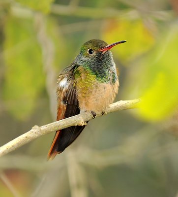 Buff-bellied Hummingbird