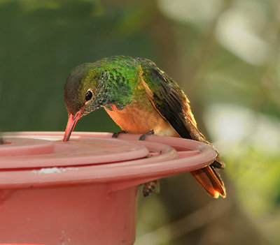 Buff-bellied Hummingbird