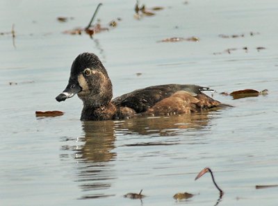 Ring-necked Duck 