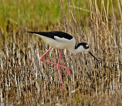 Black-necked Stilt