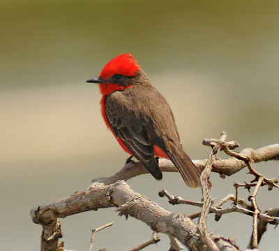 Adult Male