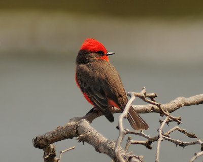 Adult Male