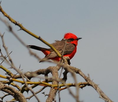 Adult Male