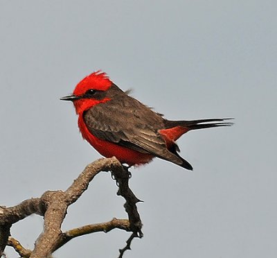 Adult Male