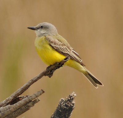 Couch's Kingbird