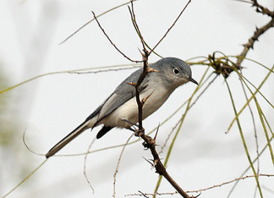 Blue-gray Gnatcatcher 