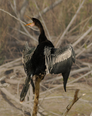 Anhinga