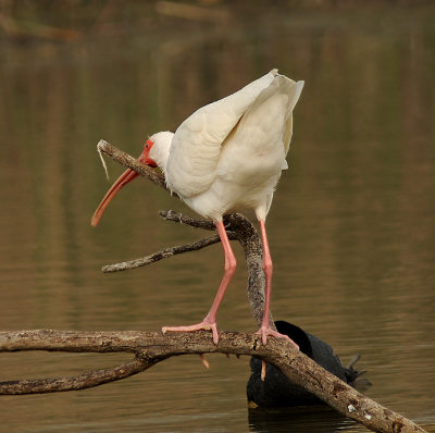 White Ibis