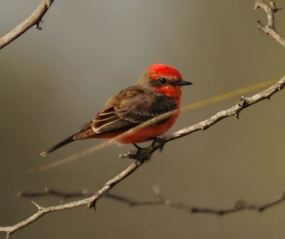 Adult Male