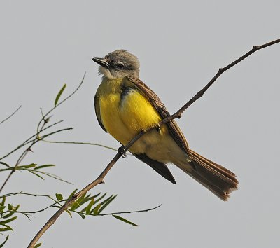 Couch's Kingbird