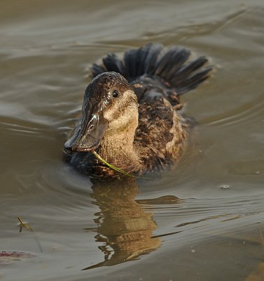 Ruddy Duck (Female)