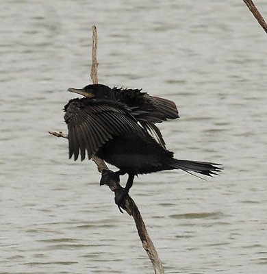 Neotropic Cormorant