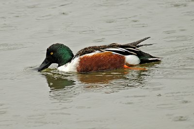 Northern Shoveler