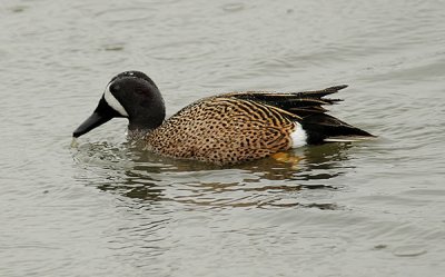 Blue-winged Teal Male