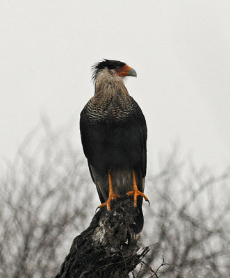 Crested Caracara