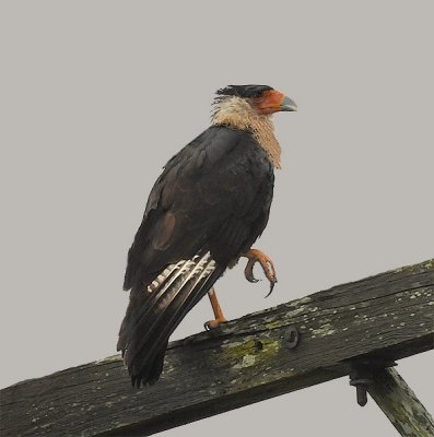 Crested Caracara