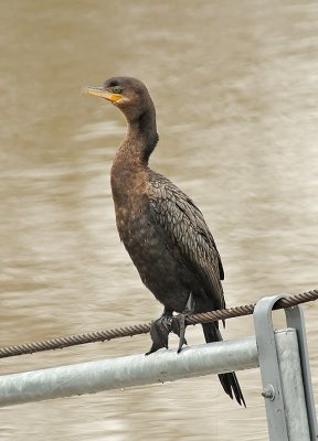 Neotropic Cormorant 