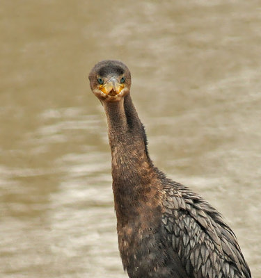 Neotropic Cormorant 