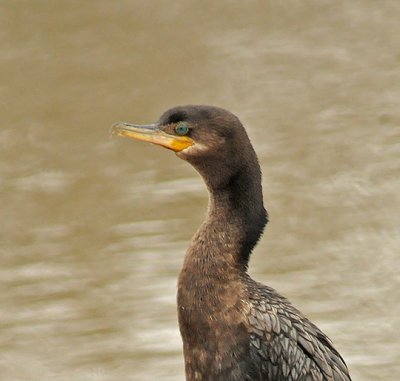 Neotropic Cormorant