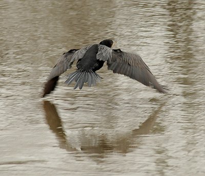 Neotropic Cormorant