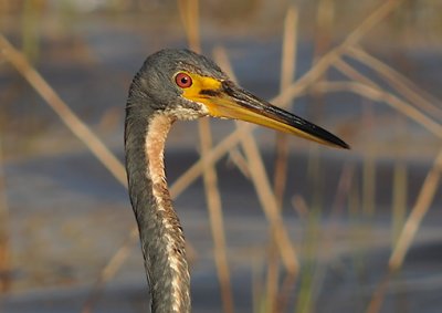 Non-breeding Adult