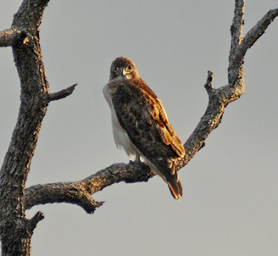 Broad-winged Hawk