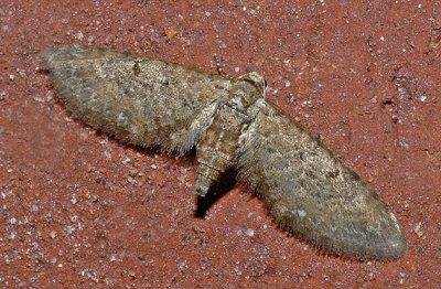 Eupithecia matheri (7509)