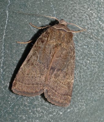 Rustic Quaker (10585)