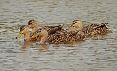 Mottled Ducks