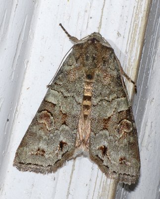Alternate Woodling Moth (10517)