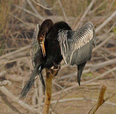 Adult Male