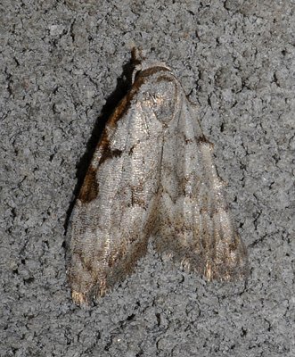 Three-spotted Nola Moth (8992)