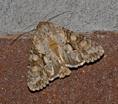 Distinct Quaker (10518)