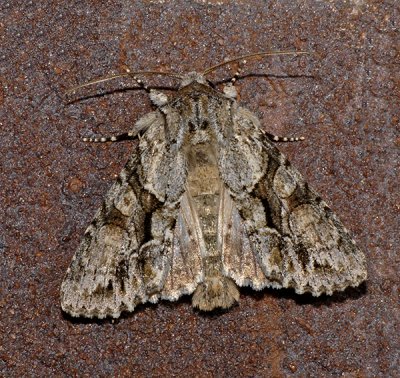 Distinct Quaker (10518)