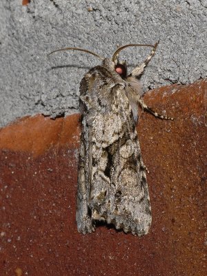 Distinct Quaker (10518)