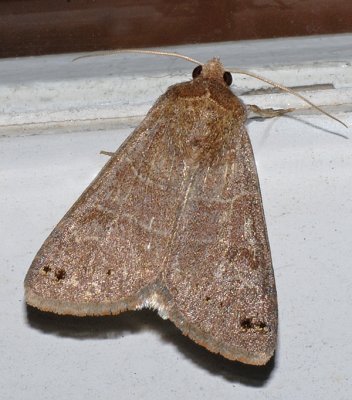 Black-dotted Brown Moth (8592)
