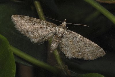 Common Eupithecia (7474)