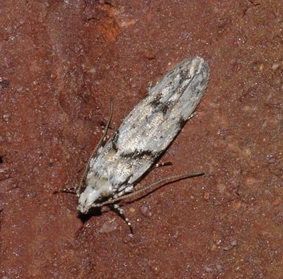g3/52/363052/3/123200583.UOweh7J9.jpg