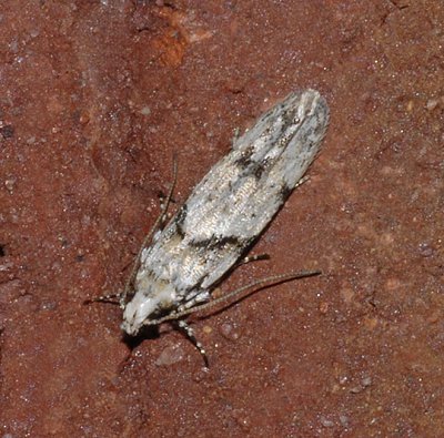 Stripe-backed Moth (1851)