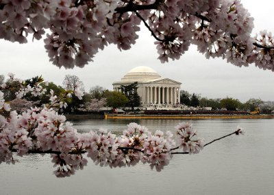 Cherry Blossoms  - Washington DC