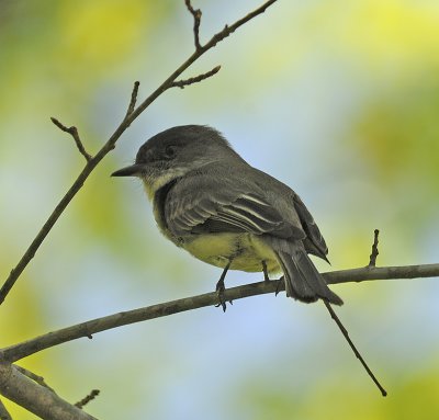 Eastern Phoebe