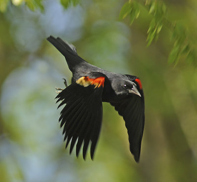Blackbirds, Grackles, Crows, Ravens, Meadowlarks, Bobolinks, & Starlings